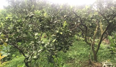 भदौमै पाक्न थाल्यो सुन्तला