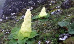 हिमालमा पदमचाल फुल्दा !