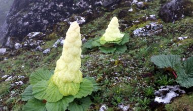 हिमालमा पदमचाल फुल्दा !