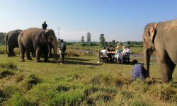 हात्ती सफारीको विकल्प खोज्दै पर्यटन व्यवसायी