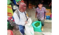 अकबरे खुर्सानी खेतीबाट मनग्य आम्दानी