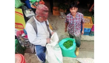 अकबरे खुर्सानी खेतीबाट मनग्य आम्दानी