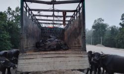 कावासोतीमा ट्रक पल्टिँदा १८ वटा भैंसी र पाडा मरे