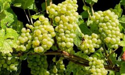 अङ्गुरखेती : पहिलो वर्षमै १८ लाखको उत्पादन