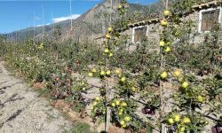 गण्डकीमा स्याउखेती विस्तार