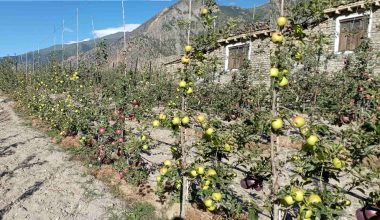 गण्डकीमा स्याउखेती विस्तार