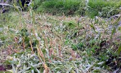 बढ्दो वन्यजन्तु आतङ्क