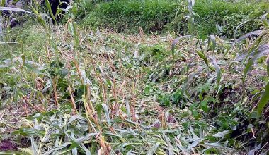 बढ्दो वन्यजन्तु आतङ्क