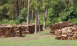 वन पैदावारबाट २० करोड आम्दानी