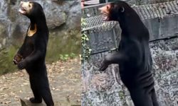 जब चिडियाखानामा भालुको भेषमा मान्छे बसेको हल्ला फैलियो