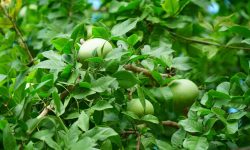 बेलको विशेष महत्व