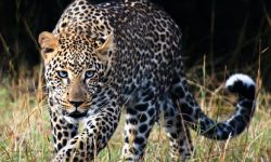 One injured in leopard attack in Chandragiri-9