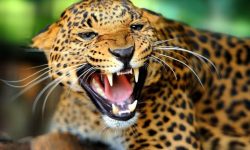 चितुवाको आक्रमणबाट घाइते