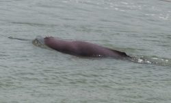 आहा डल्फिन उफ्रँदै गरेको हेर्न क्या मज्जा !