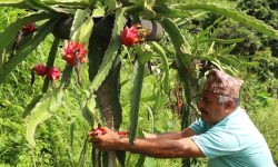 ‘ड्रागन फुड’मा रमाउँदै धादिङका किसान