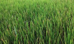 धान बालीमा रोगको सङ्क्रमण फैलिएपछि किसान चिन्तित