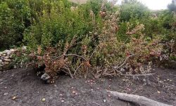 कागबेनी बाढी : करिब एक अर्ब बरबारको क्षति