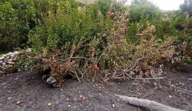 कागबेनी बाढी : करिब एक अर्ब बरबारको क्षति