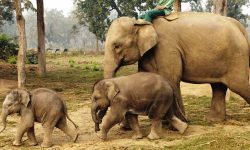 एक वर्षमा हात्तीका सात छावा