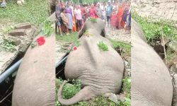 सेफ्टी ट्याङ्कीमा परेर जङ्गली हात्तीको मृत्यु