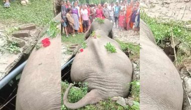 सेफ्टी ट्याङ्कीमा परेर जङ्गली हात्तीको मृत्यु