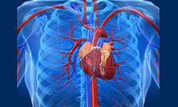 मुटुको नसा अवरुद्ध हुँदा…