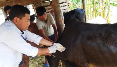 बागमती प्रदेशमा लम्पी स्किन विरुद्धको खोप अभियान सुरु