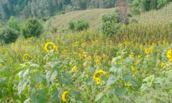 सूर्यमुखी फूलको खेतीमा रमाउँदै मिलन