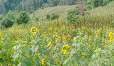 सूर्यमुखी फूलको खेतीमा रमाउँदै मिलन