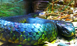 घरको आँगनबाट अजिङ्गर उद्धार