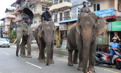 पर्यटक नहुँदा संकटमा हात्ती सफारी