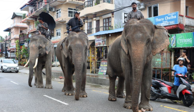 पर्यटक नहुँदा संकटमा हात्ती सफारी