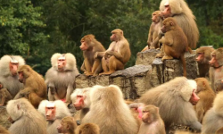 बाँदर आतङ्क क्षेत्रमा ‘बेसार खेती