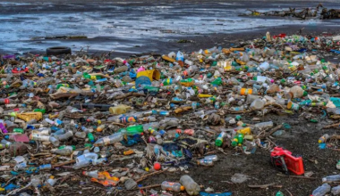 प्लास्टिकका फोहोरले छोप्यो समुद्र