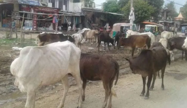 किसानलाई छाडा पशुबाट बाली जोगाउनै हम्मे