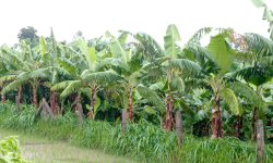 केराकाे पानामा रोग : प्रारम्भिक अध्ययन थालियो