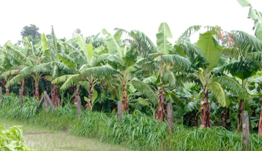 केराकाे पानामा रोग : प्रारम्भिक अध्ययन थालियो