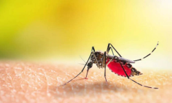 बङ्गलादेशमा डेङ्गु सङ्क्रमितको सङ्ख्या एक लाखभन्दा बढी