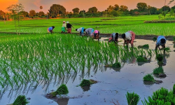 बागमती प्रदेशमा ९३ प्रतिशत धान रोपाइँ