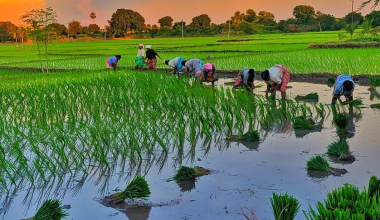 बागमती प्रदेशमा ९३ प्रतिशत धान रोपाइँ