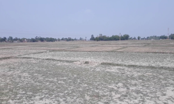 माटोमा उच्च अम्लियपना