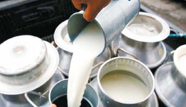 चितवनमा दूध उत्पादन घट्यो