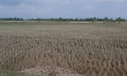 खडेरीले हजारौँ हेक्टरमा लगाइएको धान नष्ट