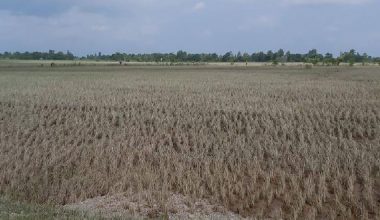 खडेरीले हजारौँ हेक्टरमा लगाइएको धान नष्ट