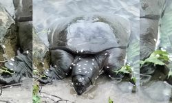 बेतनामा फेला पर्‍यो अति सङ्कटापन्न ‘ब्लाक सफ्टसेल’ कछुवा