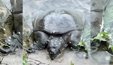 बेतनामा फेला पर्‍यो अति सङ्कटापन्न ‘ब्लाक सफ्टसेल’ कछुवा