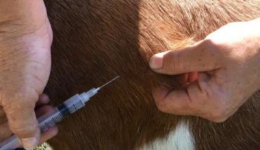 धनुषामा ‘लम्पी स्किन’ रोग विरुद्ध धमाधम पशुलाई खोप