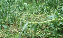 Where people endure sleepless night to protect crops from animals