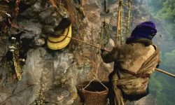 भिर मौरीको मह सिकारमा युवापुस्ता