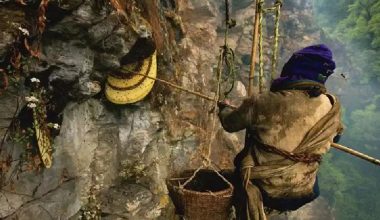 भिर मौरीको मह सिकारमा युवापुस्ता